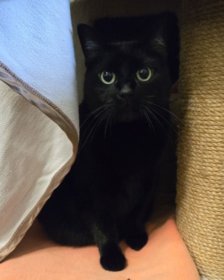 Salem (nur mit Mika)