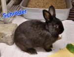 Schröder
