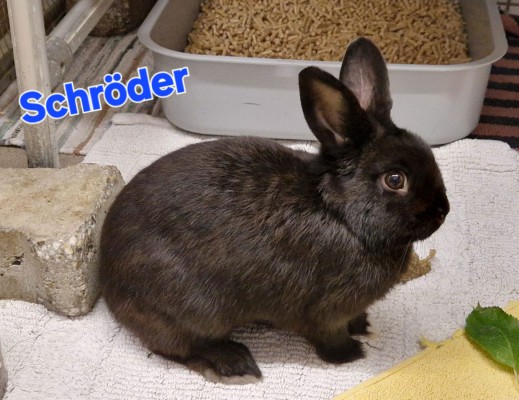 Schröder