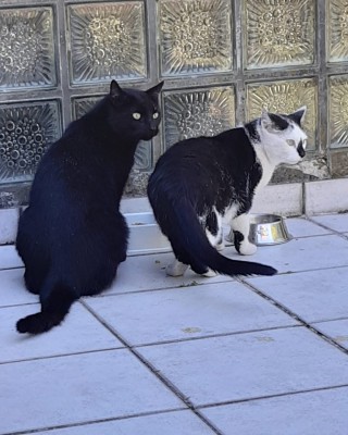 Blacky (nur mit Ginny)