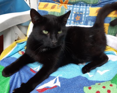 Blacky (nur mit Ginny)