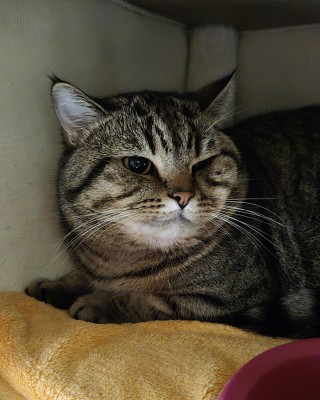 Smoky (nur mit Zelda)