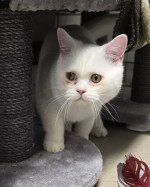 Sütlac (Milchreis) Sütlac (Milchreis)