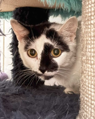 Tabita