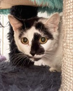 Tabita