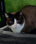 Tapsy (nur mit Lucky)