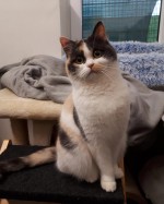 Zelda (nur mit Smoky) Zelda (nur mit Smoky)