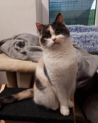 Zelda (nur mit Smoky)