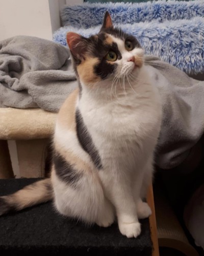 Zelda (nur mit Smoky)