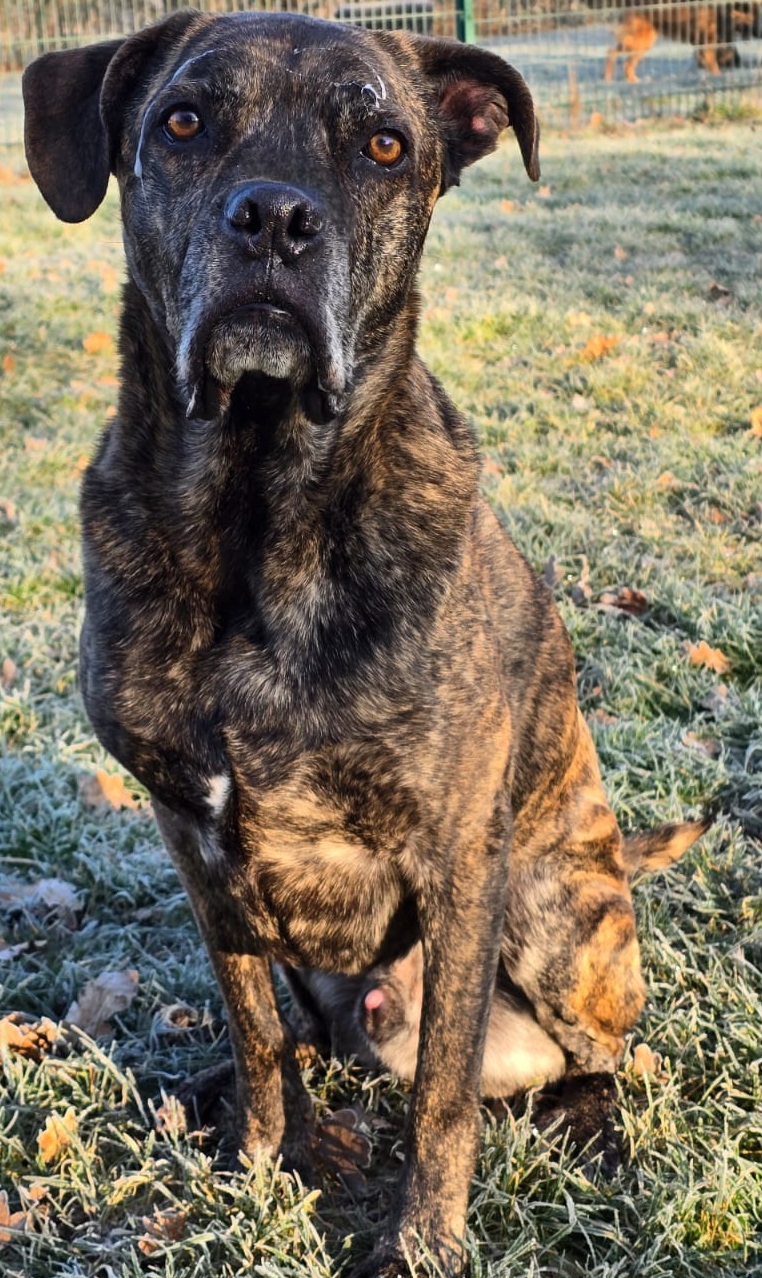 Inspector Barnaby (Barney)