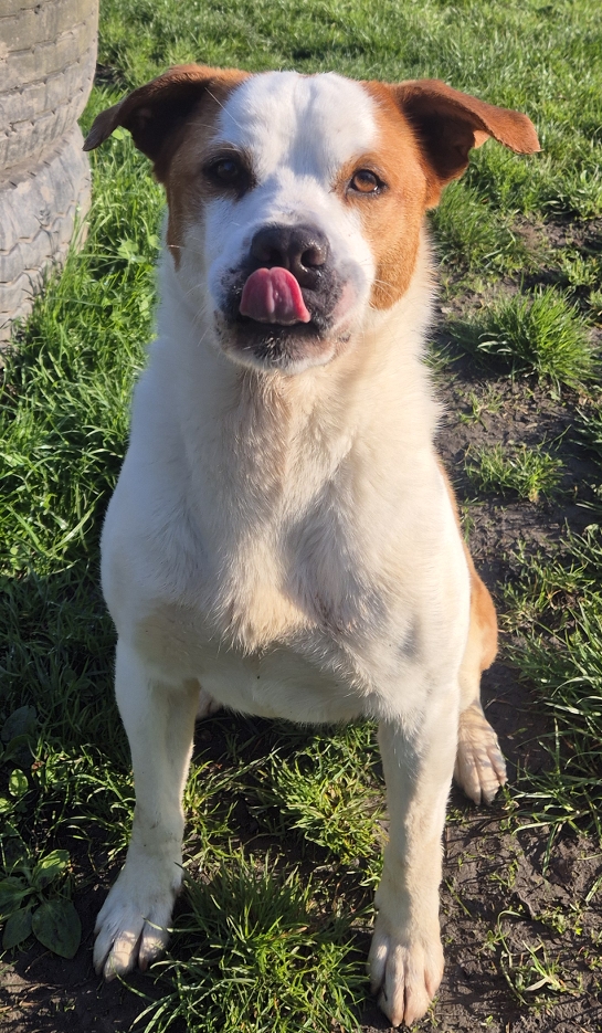 Boli Boli