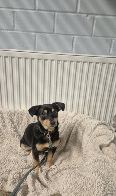 Niko