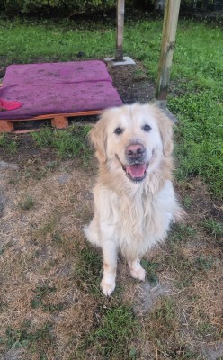 Hugo