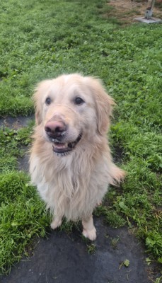 Hugo