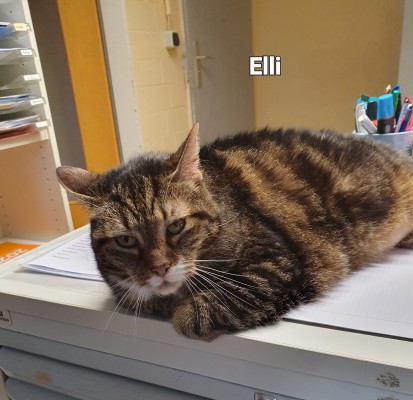 Elli