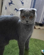 Aslan (nur mit Minos)