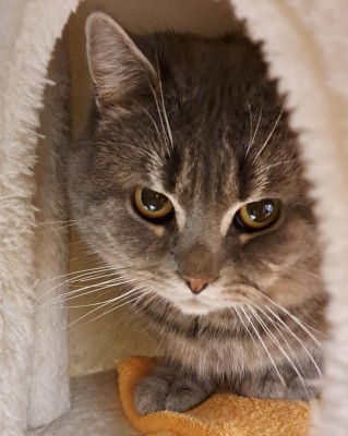 Baku (nur mit Takumi)