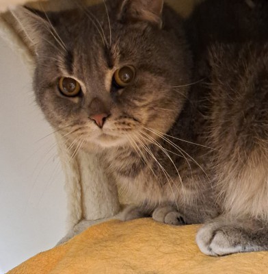 Baku (nur mit Takumi)