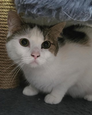 Balou (mit Minka)