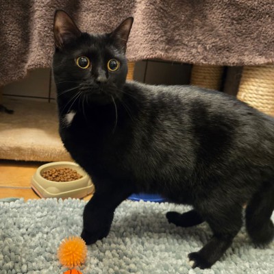 Bella (nur mit Lana)