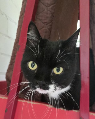 Bella