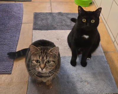 Bella (nur mit Lana)