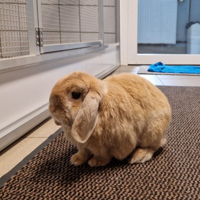 Benji