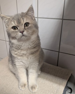 Benny (nur mit Babs und Ben)