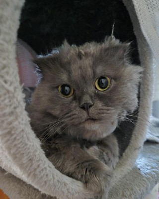 Bernard