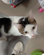 Cat Cat