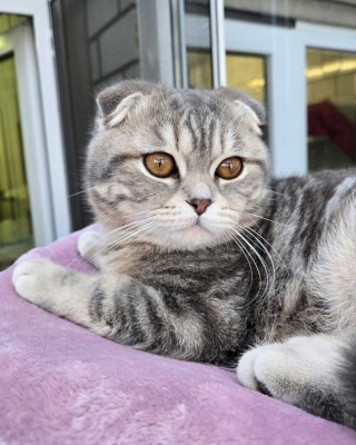 Chicco (nur mit Mizza)