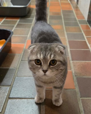 Chicco (nur mit Mizza)