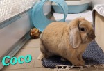 Coco
