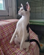 Coco (nur mit Tora) Coco (nur mit Tora)