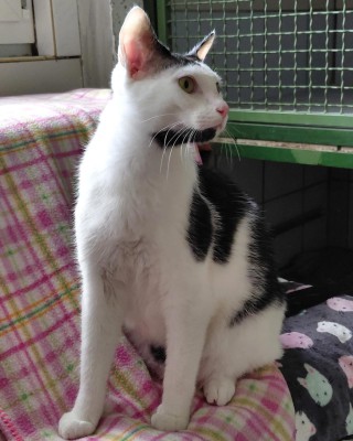 Coco (nur mit Tora)