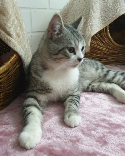 Cooper (mit Chester)
