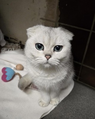 Daim (nur mit Liana und Smoky)