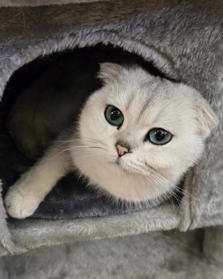 Daim (nur mit Liana und Smoky)