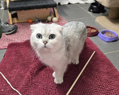 Daim (nur mit Liana und Smoky)