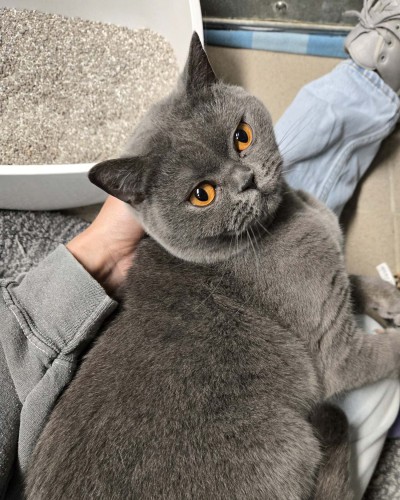 Finja