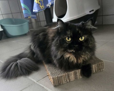 Kaida