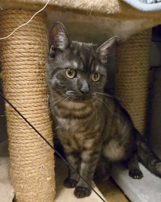 Kalevi (nur mit Kabira und Kaleo)