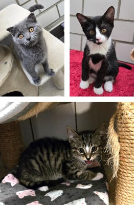 Kitten/Jungkatzen