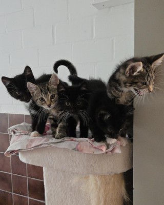 Kitten/Jungkatzen