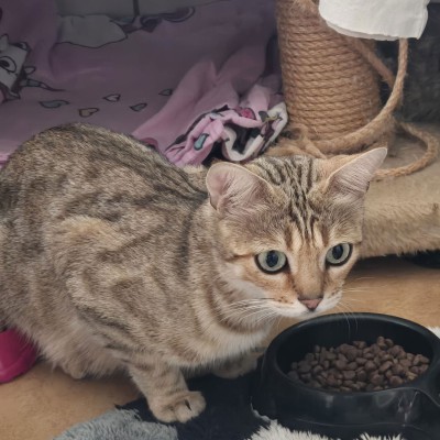Kitty
