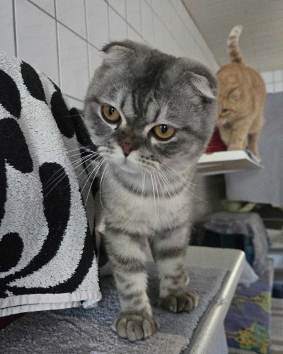 Leo