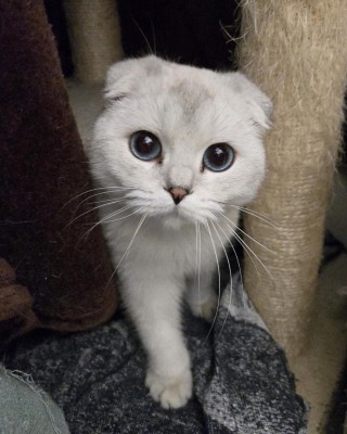 Liana (nur mit Daim und Smoky)