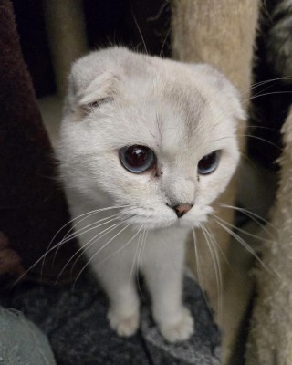 Liana (nur mit Daim und Smoky)