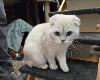 Liana (nur mit Daim und Smoky)