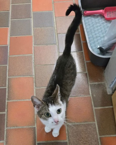 Lilli (nur mit Mia und Alexa)